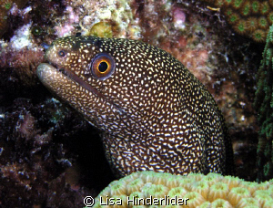 Hey good lookin....These eels are so cool... by Lisa Hinderlider 
